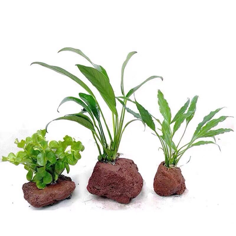 Agujero aberto rocha peixe cam - Planted Aquarium With Rocks avaliação e preço