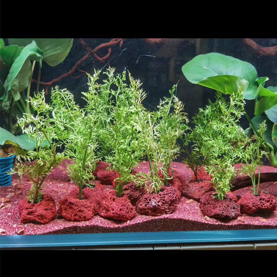 Agujero aberto rocha peixe cam - Planted Aquarium With Rocks avaliação e preço