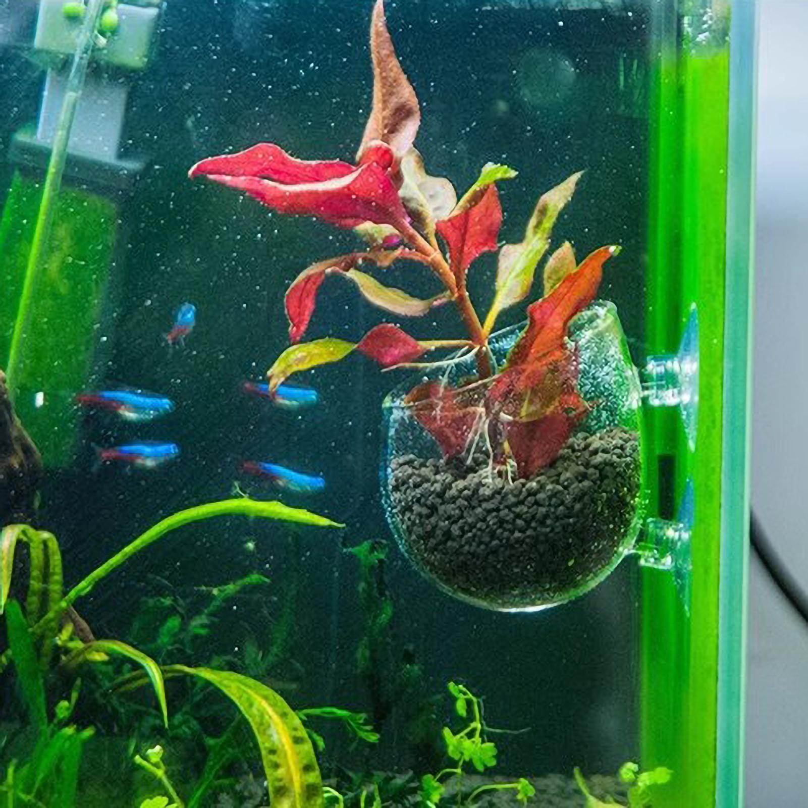 Suporte de Plantas para Aquári - Aquarium Plant Dip avaliação e preço