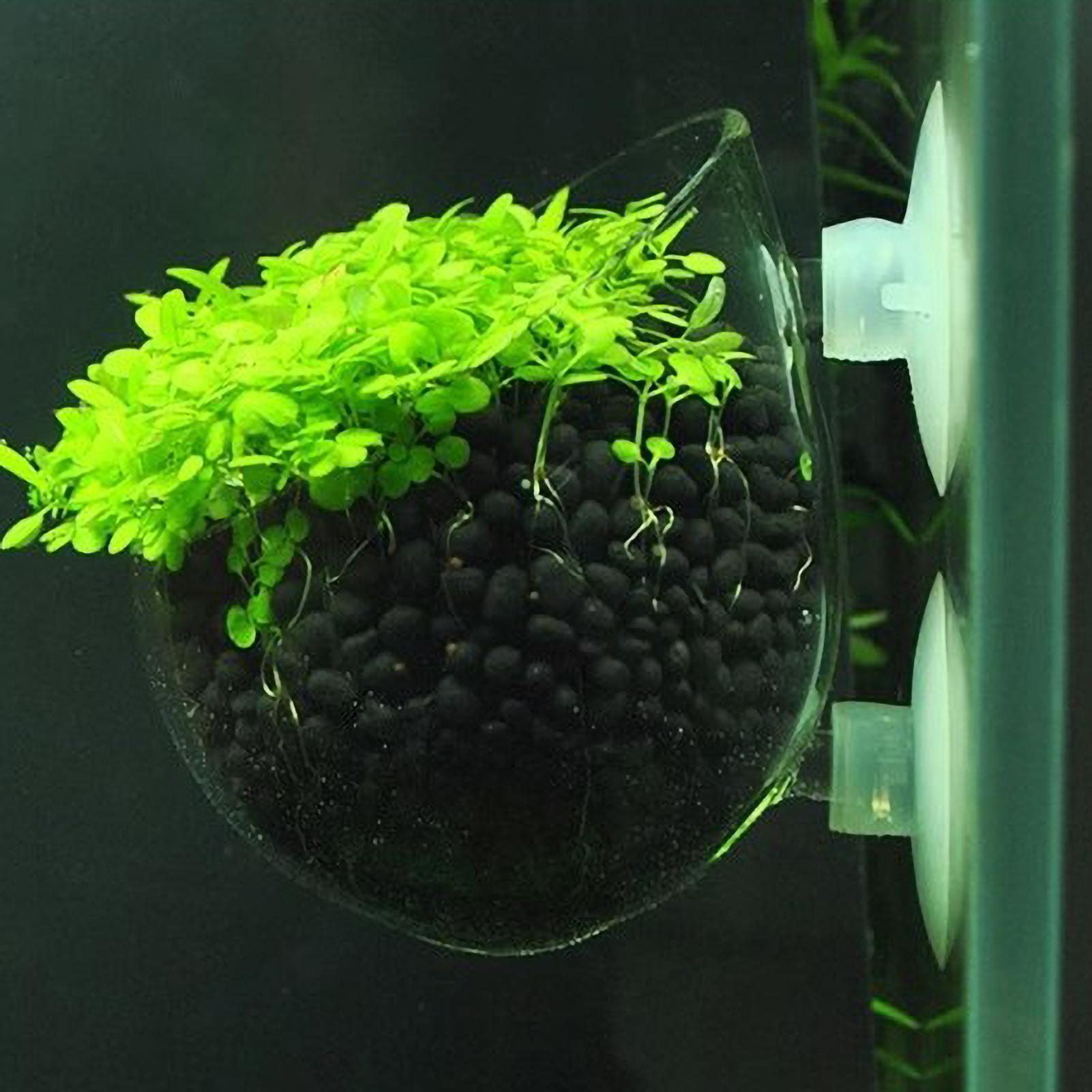 Vaso de vidro para plantas de  - Aquarium Plant Dip avaliação e preço