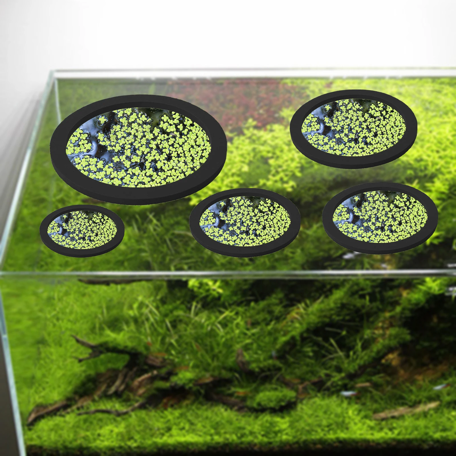 5 pçs eva anel de alimentação  - Aquarium Plant Delivery avaliação e preço