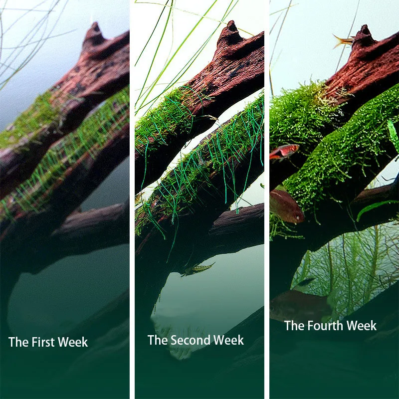 Fio de Musgo Biodegradável par - Planted Aquarium With Rocks avaliação e preço